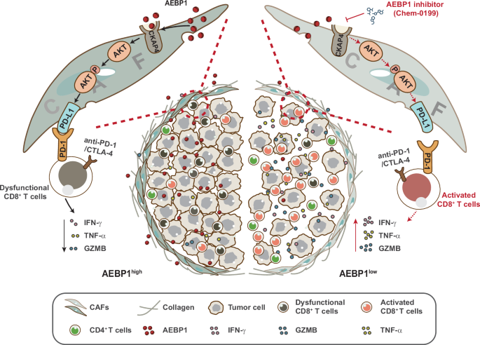 Fig. 8: Schematic illustration of the mechanism by which CAF-derived AEBP1 induces T cell dysfunction in tumors.