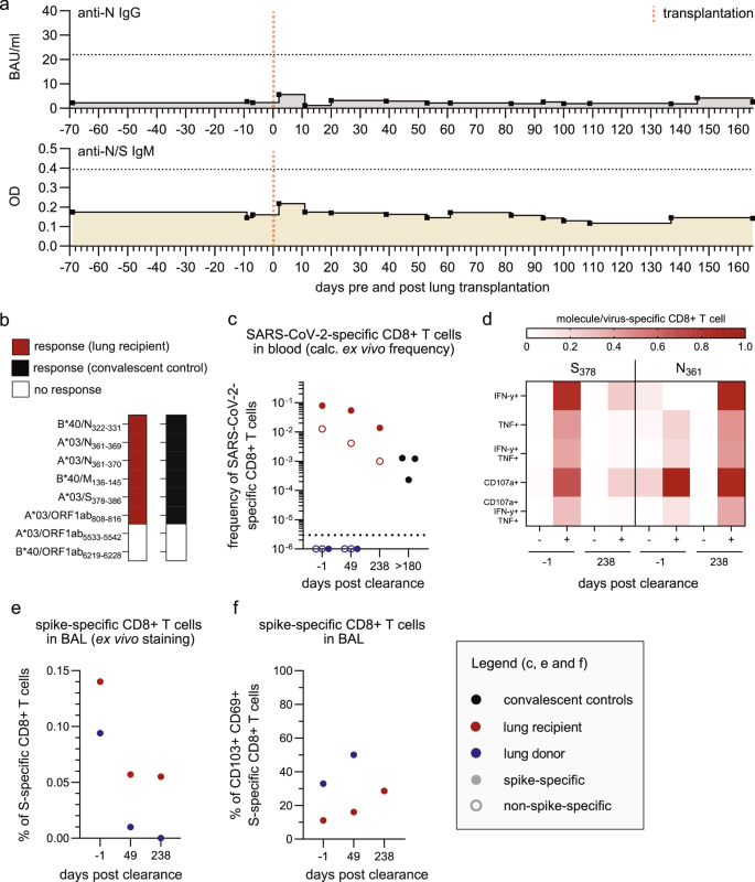 Fig. 4: SARS-CoV-2 directed adaptive immune response.