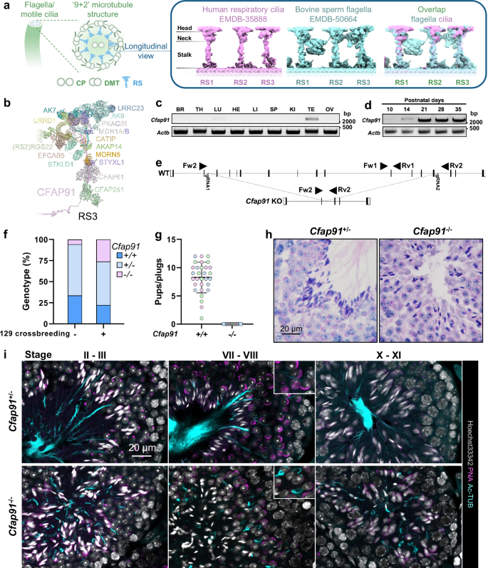 Fig. 1: Ablation of Cfap91 leads to defects in spermiogenesis.