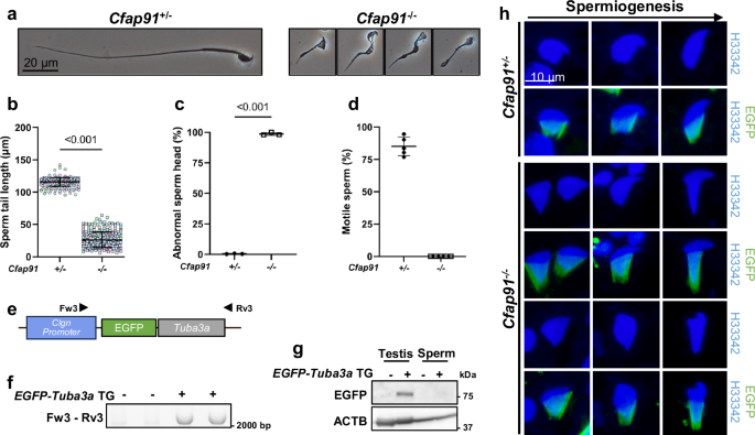 Fig. 2: Cfap91-/- males show oligo-astheno-teratozoospermia.