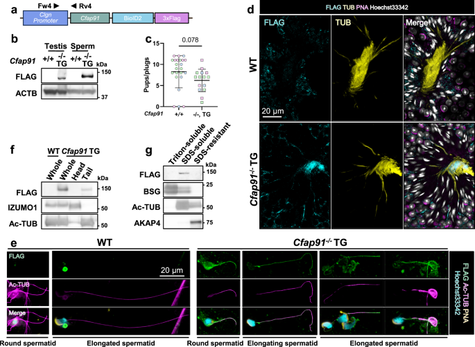 Fig. 4: CFAP91 is localized in sperm tails.