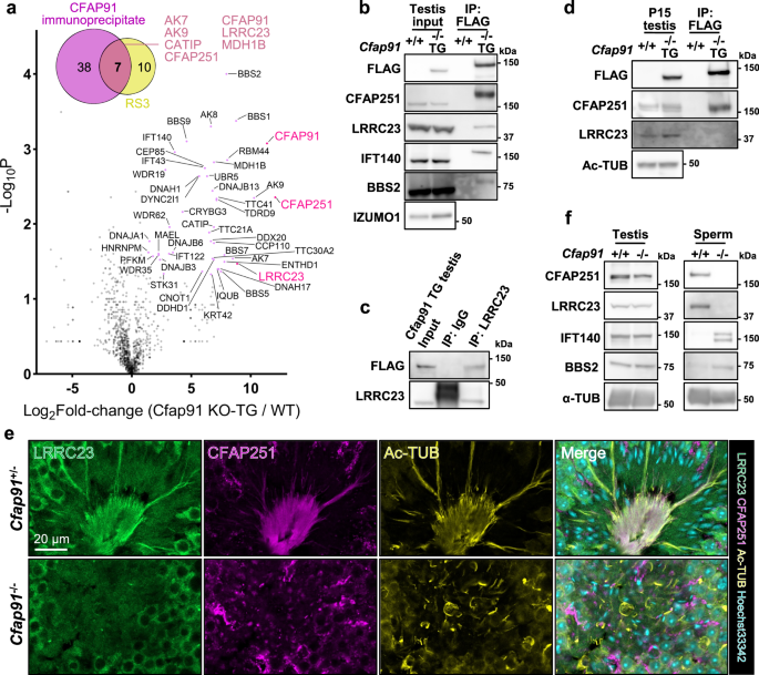 Fig. 5: CFAP91 immunoprecipitates with multiple RS3 proteins.