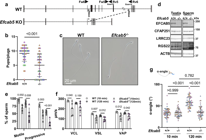 Fig. 7: EFCAB5 is vital for sperm motility.