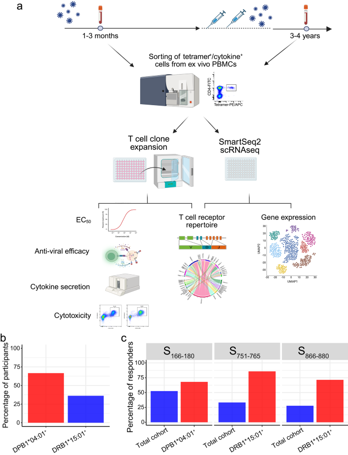 Fig. 1: Characterising three immunodominant spike-specific T cell responses targeting S166–180-DPB1*04:01, S751–765-DRB1*15:01 and S866–880-DRB1*15:01 epitopes in COVID-19 patients.