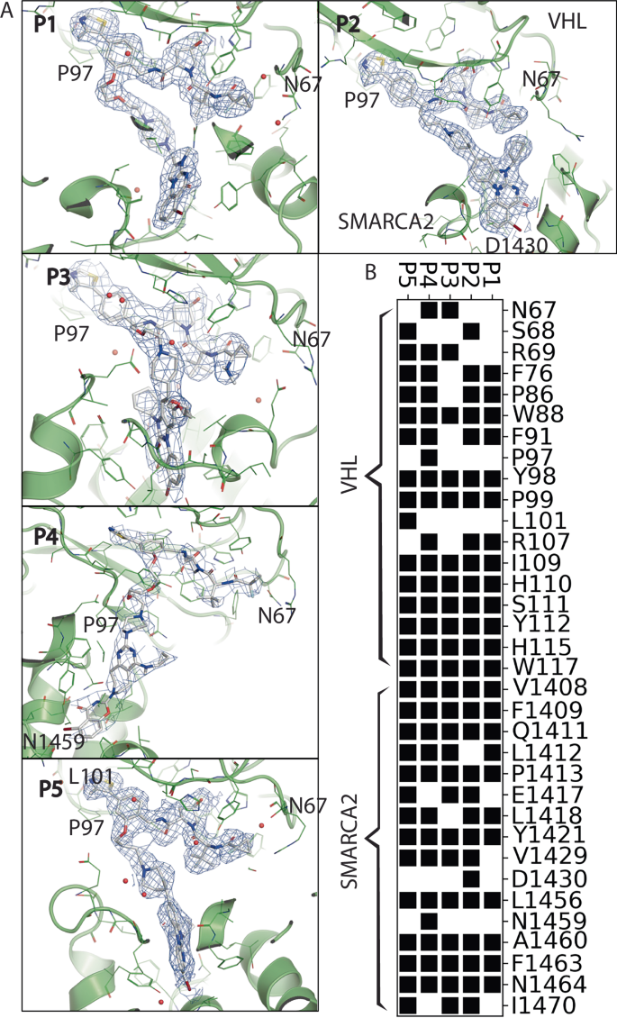 Fig. 1: Ternary complex crystal structures of SMARCA2BD, VCB, and PROTACs P1 to P5.