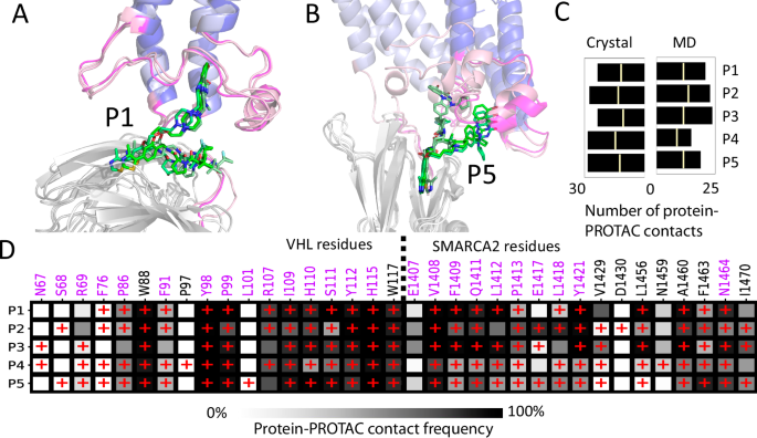 Fig. 4: Conformational ensembles and interface contacts of ternary complexes.