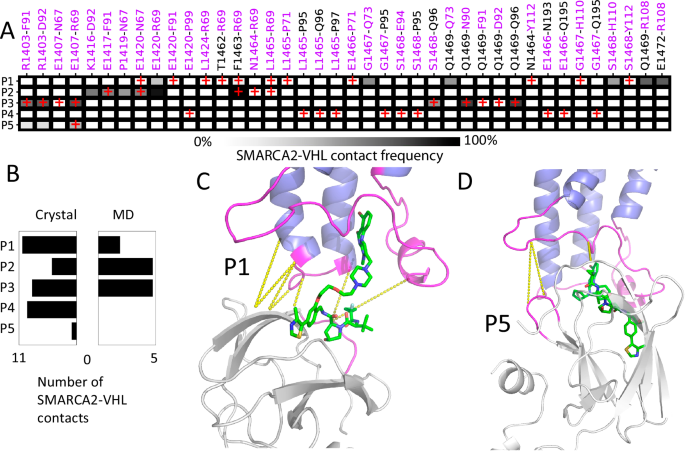 Fig. 5: Interprotein interactions between SMARCA2 and VHL in ternary complexes.