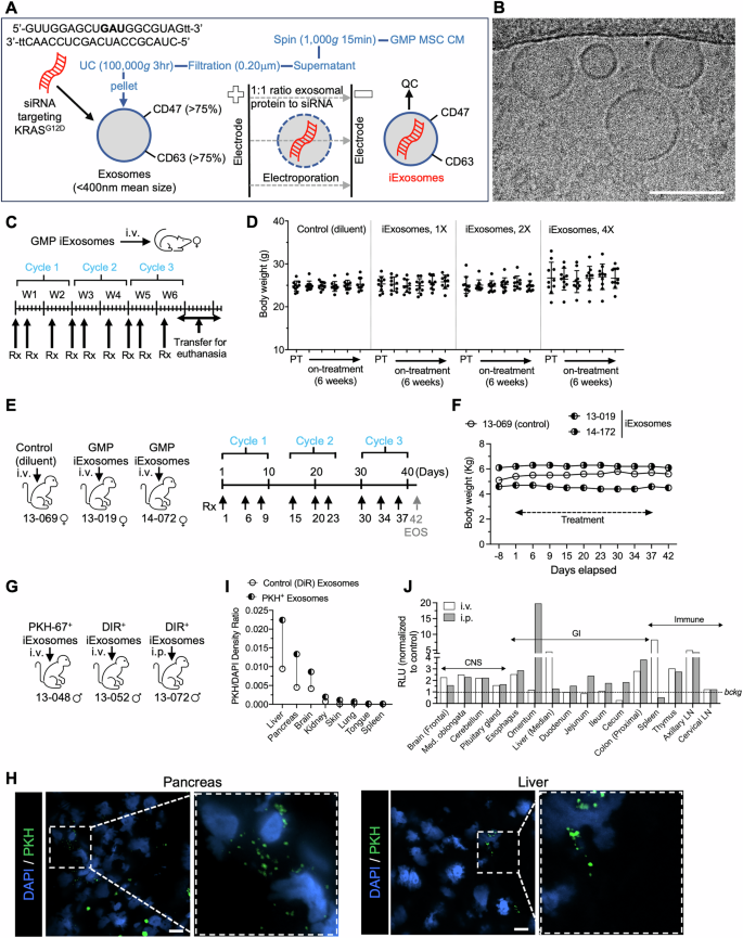 Fig. 1: GMP iExoKrasG12D preclinical safety and biodistribution.