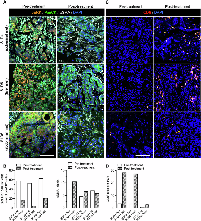 Fig. 5: Target engagement with iExoKrasG12D treatment.