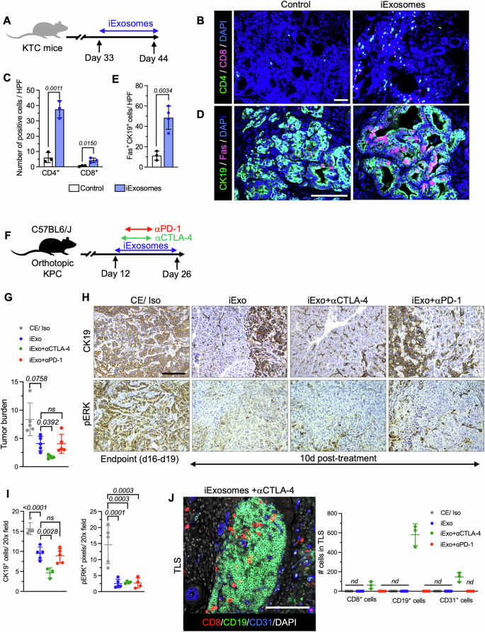 Fig. 6: Synergy of iExoKrasG12D with anti-CTLA-4 for tumor suppression in preclinical studies.