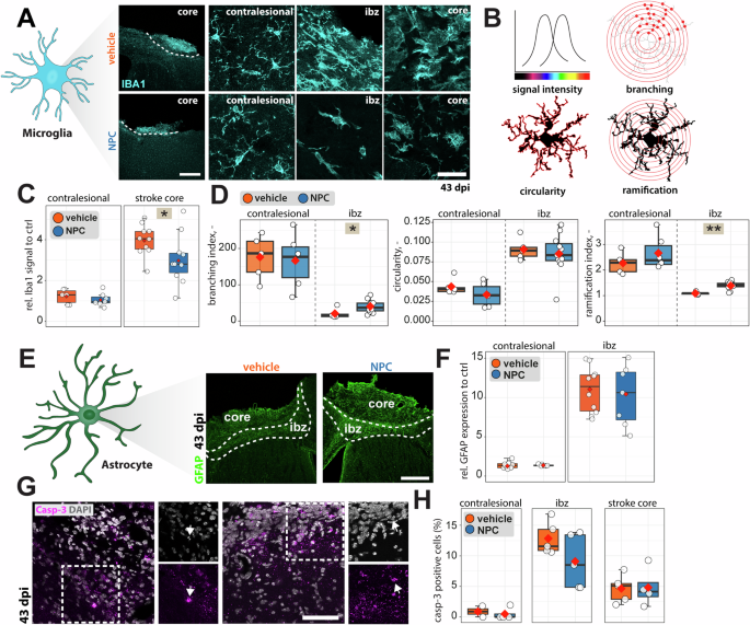 Fig. 2: Anatomical changes after stroke induction in NPC- and vehicle receiving mice.
