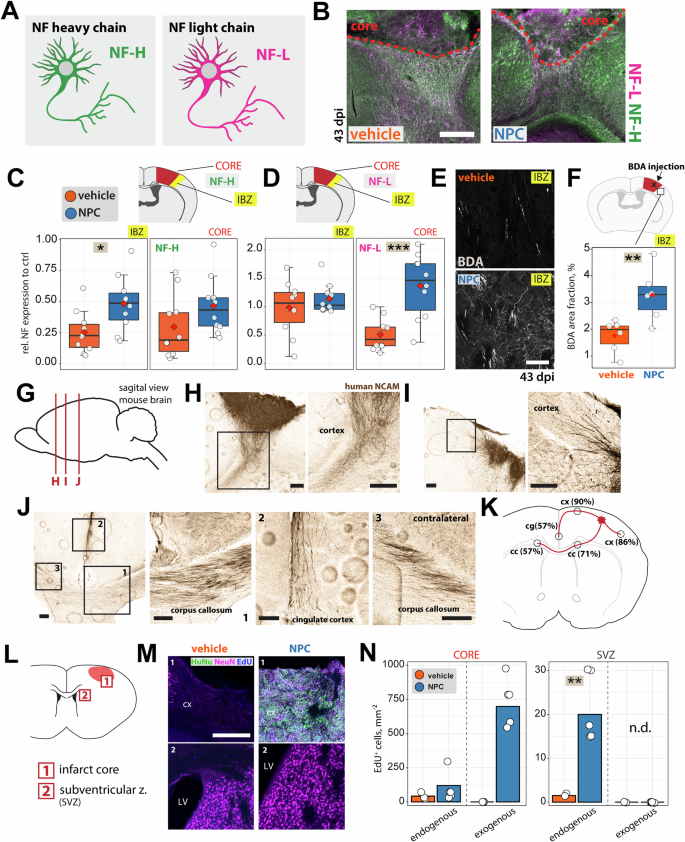 Fig. 3: Endo- and exogenous neurite outgrowth and neurogenesis.