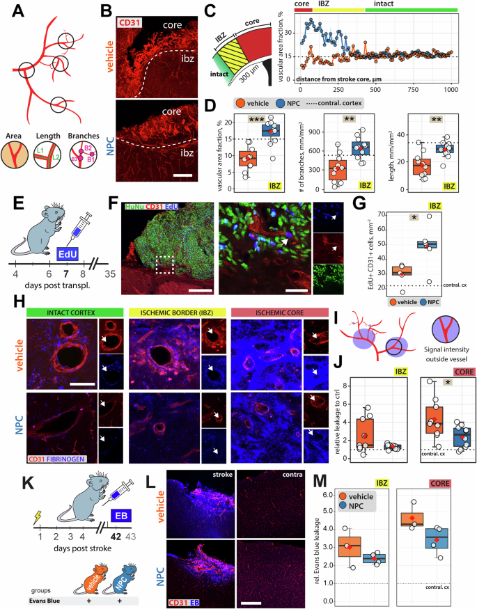 Fig. 4: Vascular changes in ischemic stroke tissue in NPC- and vehicle-receiving animals.