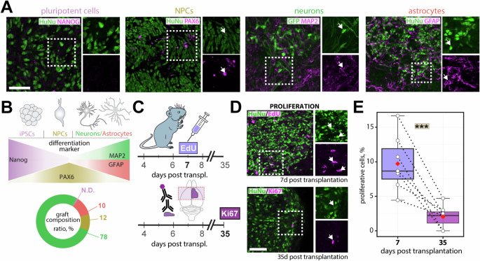 Fig. 5: Fate of transplanted NPCs 35 days post-transplantation.