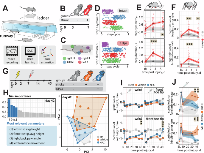 Fig. 6: Increased recovery of motor function for mice that received NPCs.