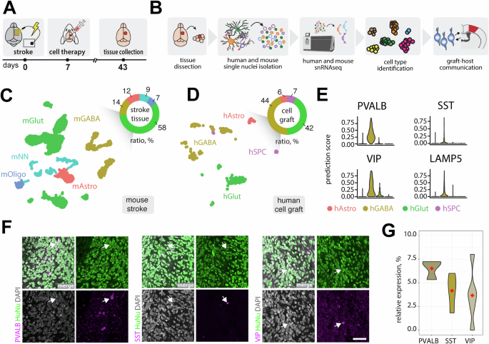 Fig. 7: Transcriptomic profiling of single nuclei from stroked mouse host tissue and transplanted human cell grafts.