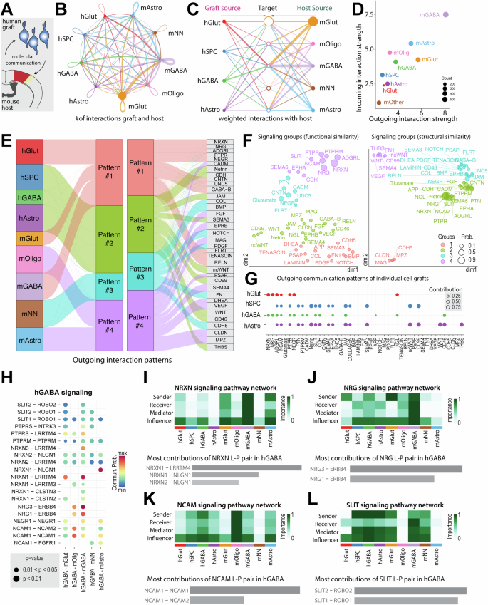 Fig. 8: Molecular crosstalk between cell graft and host.
