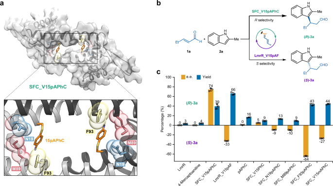 Fig. 3: Assembly and evaluation of S-Functionalized Cysteine designer enzymes in the enantioselective Friedel-Crafts alkylation reaction.