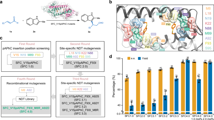 Fig. 4: Directed evolution of SFC_V15pAPhC for the enantioselective Friedel-Crafts alkylation reaction.