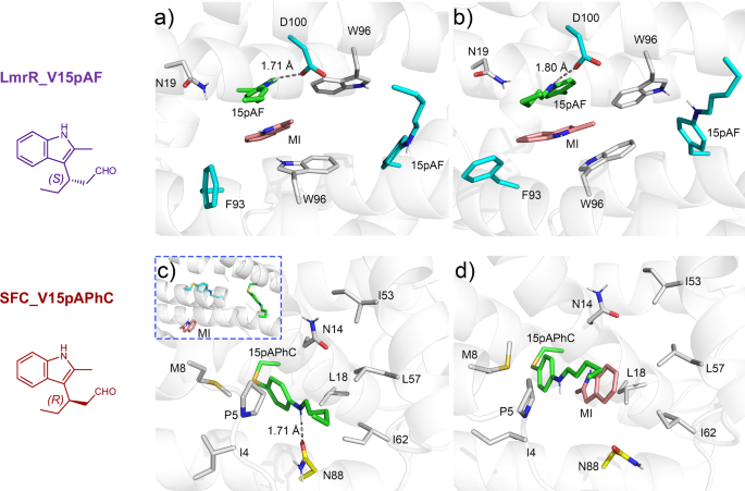 Fig. 6: The representative structures of LmrR_V15pAF and SFC_V15pAPhC after MD simulations.