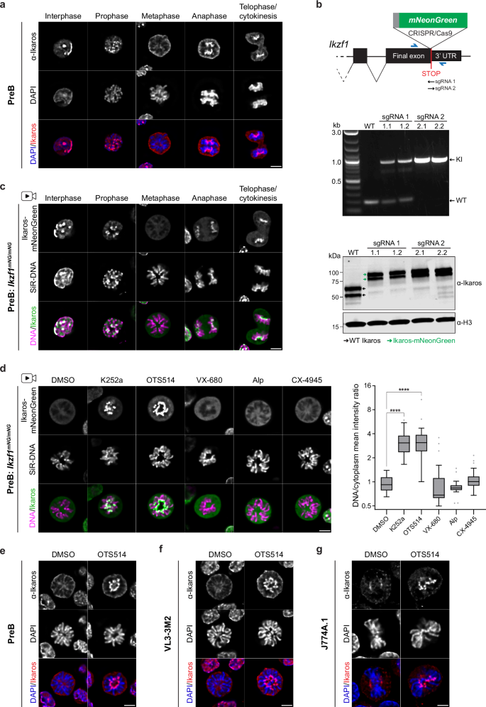Fig. 1: Ikaros dissociates from metaphase chromosomes but can be retained following treatment with specific kinase inhibitors.