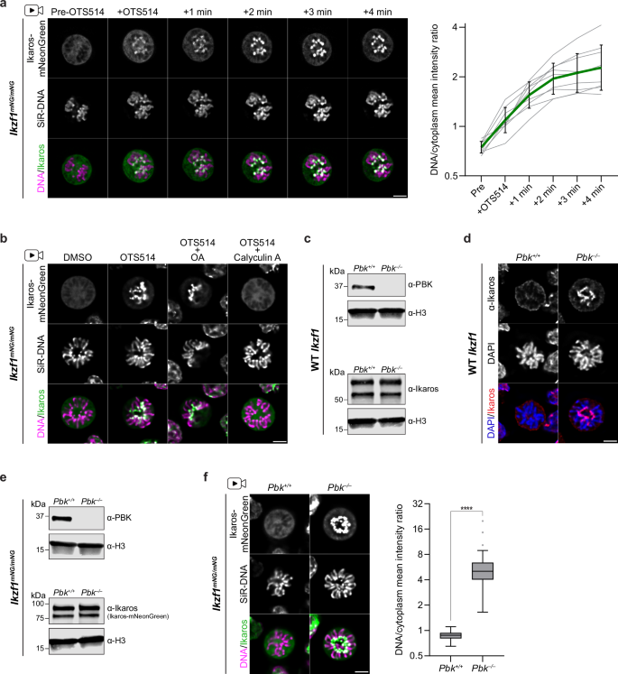 Fig. 2: Ikaros dissociation is regulated by competing PBK and phosphatase activities.