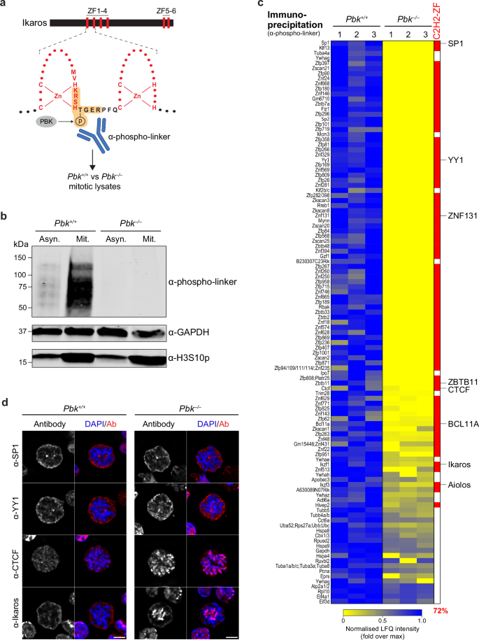 Fig. 4: PBK phosphorylates and regulates multiple C2H2-ZF proteins in mitosis.