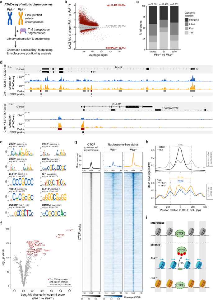 Fig. 5: Mitotic chromosomes from Pbk–/– cells have higher chromatin accessibility and show evidence of increased CTCF retention.