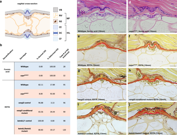 Fig. 3: Histological analysis of IVL deformations within multiple zebrafish AIS models.