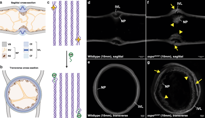 Fig. 4: sspodmh4/+ IVDs exhibit collagenous ECM damage and matrix remodelling.