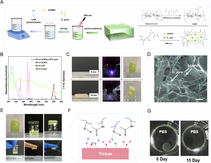 Fig. 3: Preparation and characterization of HAMA/C. pyre/UCNPs (HCU).