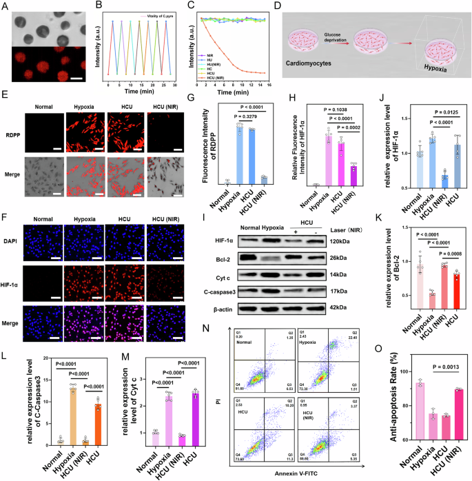 Fig. 4: Validation of the alleviating hypoxia capacity and anti-apoptotic effects of photosynthetic system on cardiomyocytes.