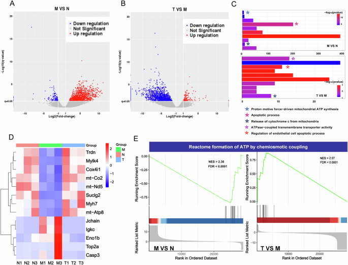 Fig. 7: Cardiac transcriptomics analysis of the HCU effect on MI.