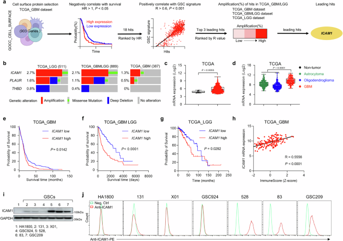 Fig. 1: ICAM1 is associated with poor prognosis of GBM patients.