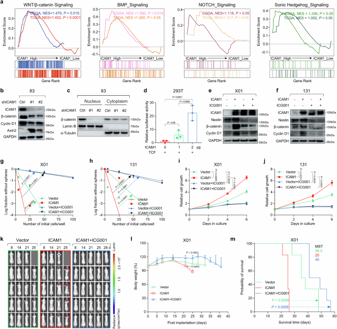 Fig. 3: ICAM1 regulates GSC stemness, proliferation, and tumor progression through the Wnt/β-catenin signaling pathway.