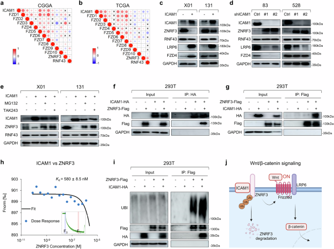 Fig. 4: ICAM1 binds to and induces autoubiquitination of ZNRF3, activating the Wnt/β-catenin signaling pathway.