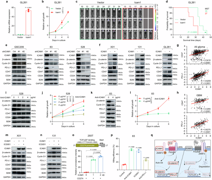 Fig. 5: PD-L1 identified as a downstream effector of ICAM1-Wnt/β-catenin signaling, promoting immune evasion.