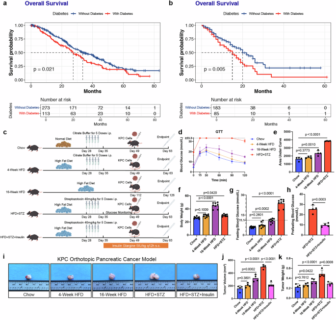 Fig. 1: Diabetes accelerates pancreatic cancer progression and is associated with a poor prognosis.