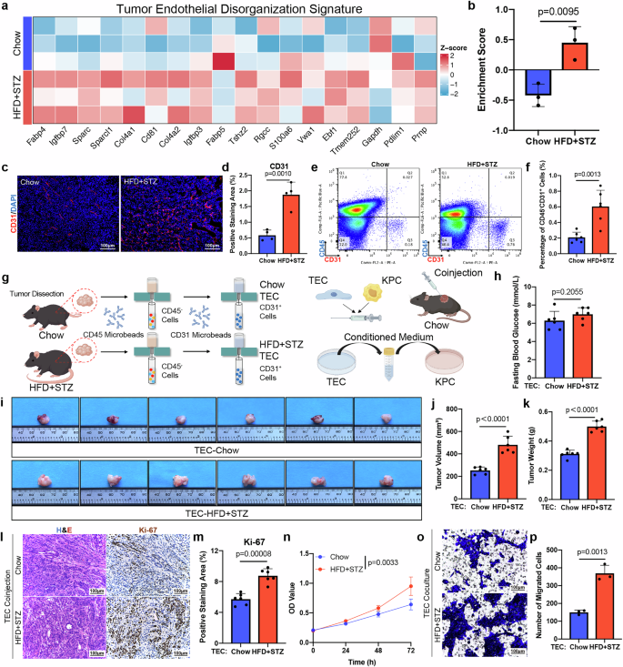 Fig. 2: Tumor endothelial cells in the diabetic tumor microenvironment promote the progression of pancreatic cancer.