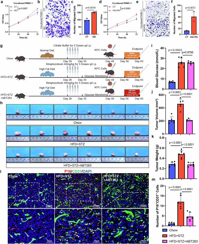 Fig. 4: Senescent endothelial cells support tumor progression.