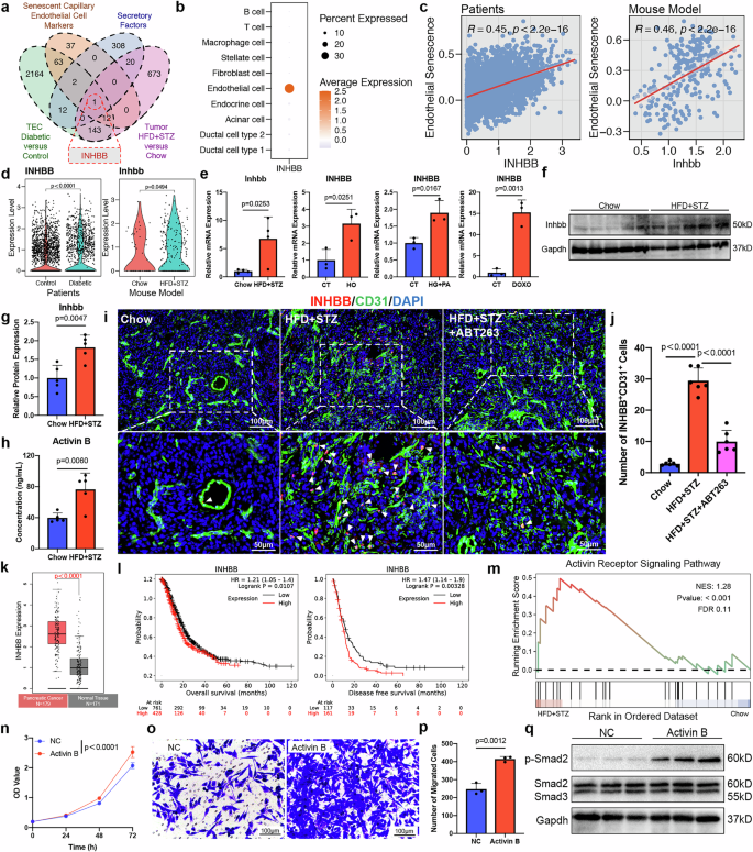 Fig. 6: INHBB is a potential SASP factor.