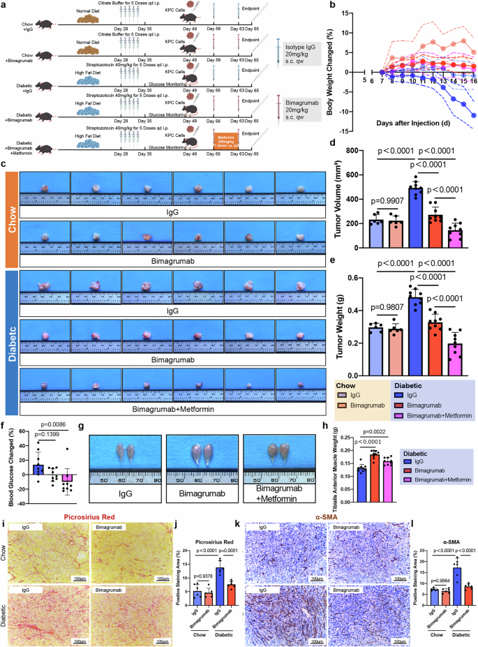 Fig. 8: Bimagrumab inhibits tumor progression in diabetic mice.