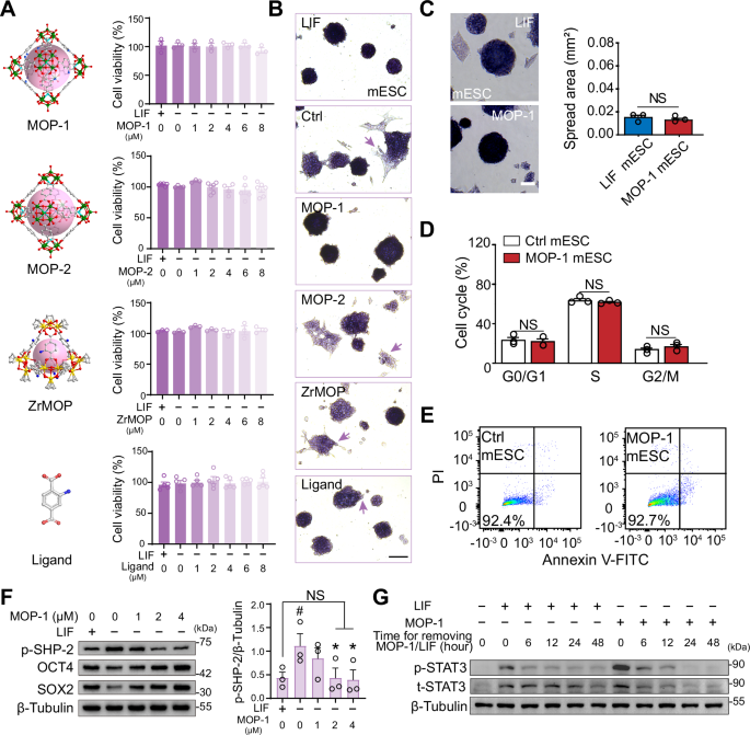 Fig. 2: MOP-1 is superior to other MOPs in supporting mESC self-renewal.