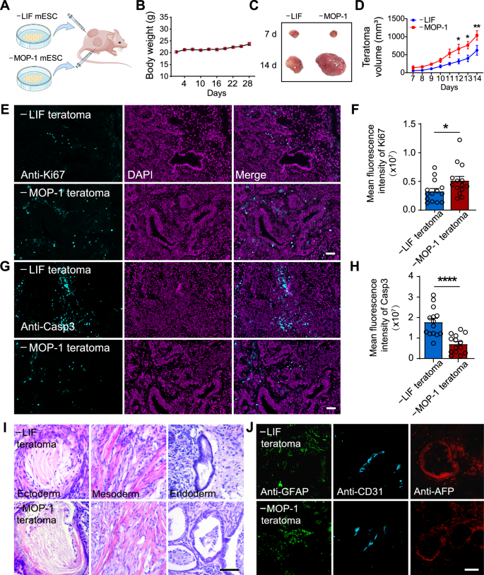 Fig. 5: MOP-1 is superior to LIF in supporting the pluripotency of J1 mESC.