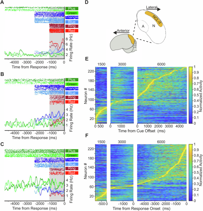Fig. 3: NCL single-unit recordings.