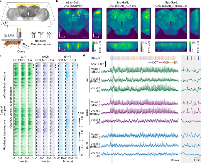 Fig. 1: Volumetric imaging of neuronal activities and neurochemical dynamics across multiple regions in the Drosophila central brain by 2pSAM across 2 h.