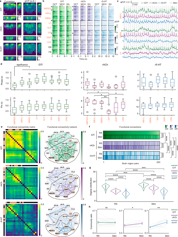 Fig. 2: Heterogeneous and distinct olfactory responses and functional connectivity across the brain for G7f, rACh, and r5-HT.