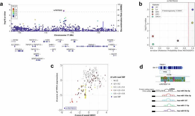 Fig. 2: Overview of genomic and functional characterisation of the 3′ UTR variant rs78378222.