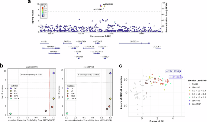 Fig. 3: Genomic and functional characterisation of 5q31 variants rs28419191 and rs1131769.