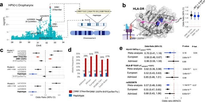 Fig. 5: Cross-ancestry HLA risk loci of HPV( + ) OPC.